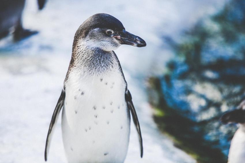 Penguin Bird image free for use - Photo #49 - Pexelbd